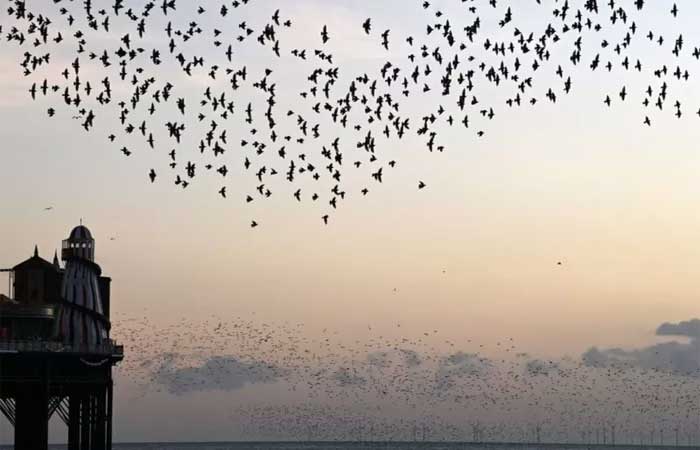 A estranha razão pela qual pássaros estão migrando para cidades