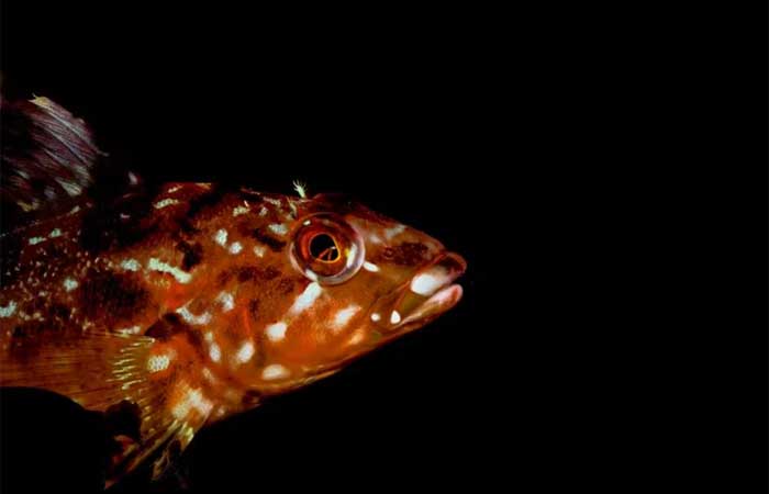 Grunhidos, conversas e guinchos – os peixes são criaturas barulhentas