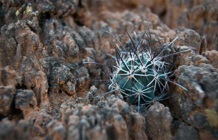 A “pele” do deserto está desaparecendo, mas estas plantinhas de laboratório podem salvá-la