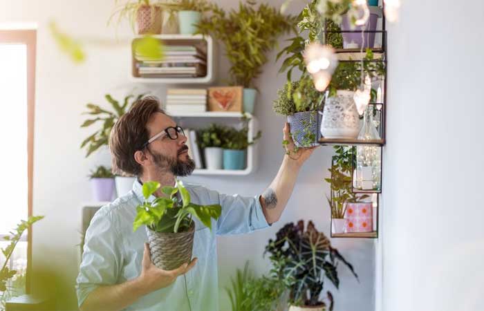 Ter plantas dentro de casa pode ajudar a melhorar a qualidade do ar