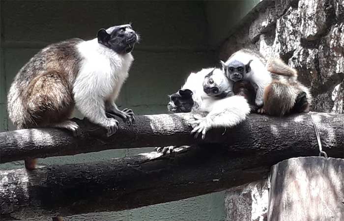 Filhotes de primatas brasileiros ameaçados de extinção nascem em zoológico