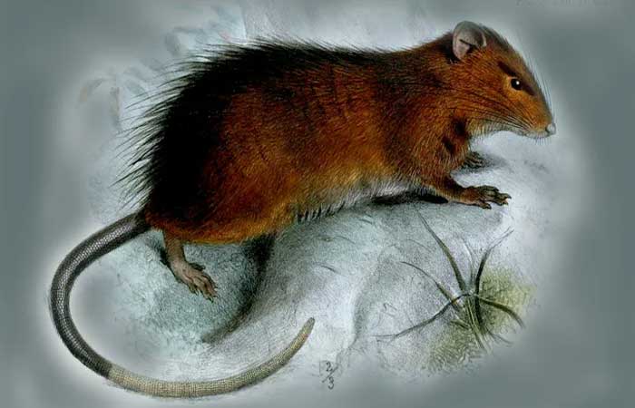 Cientistas estão próximos de “ressuscitar” rato extinto há 120 anos