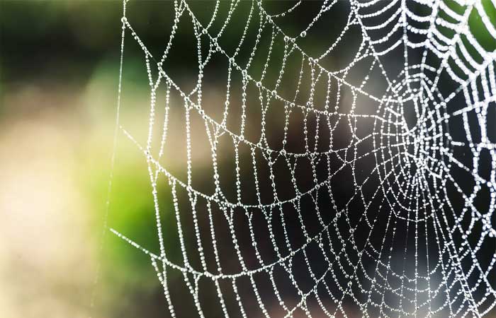 Seda de aranha pode ser útil no tratamento contra o câncer, aponta estudo