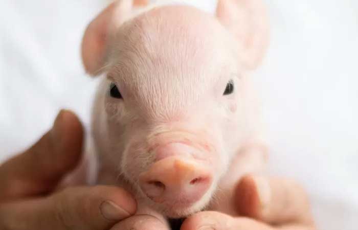 Xenotransplantes: como porcos podem ser o futuro dos transplantes de órgãos