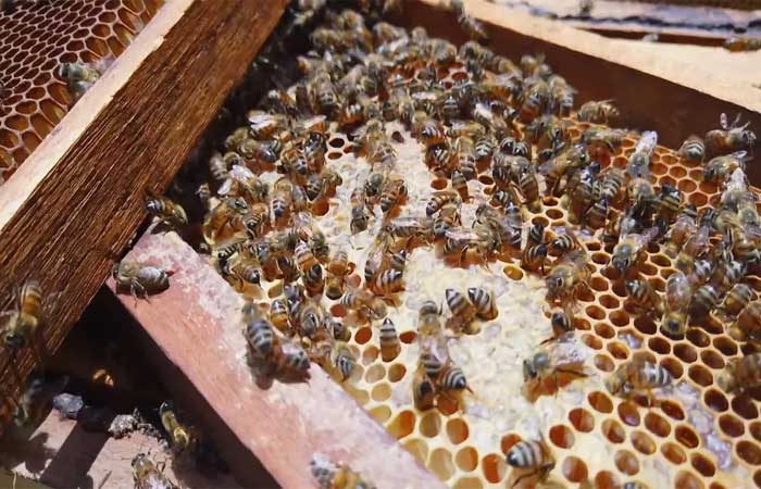 Projeto de educação ambiental monitora colmeias no Piauí e orienta a preservar abelhas nativas