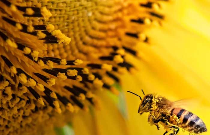 Picada de abelha: saiba o que fazer em caso de acidente