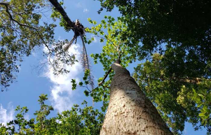 Projeto vai criar agroflorestas em comunidades amazônicas