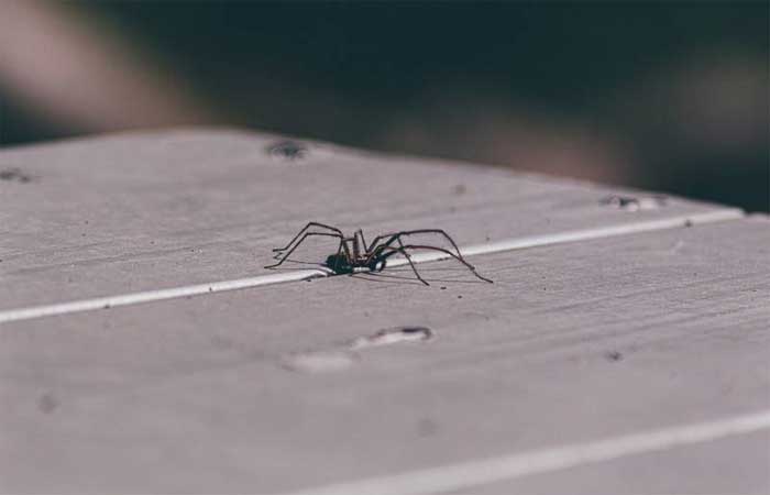 Veja como manter as aranhas fora de casa com esses truques