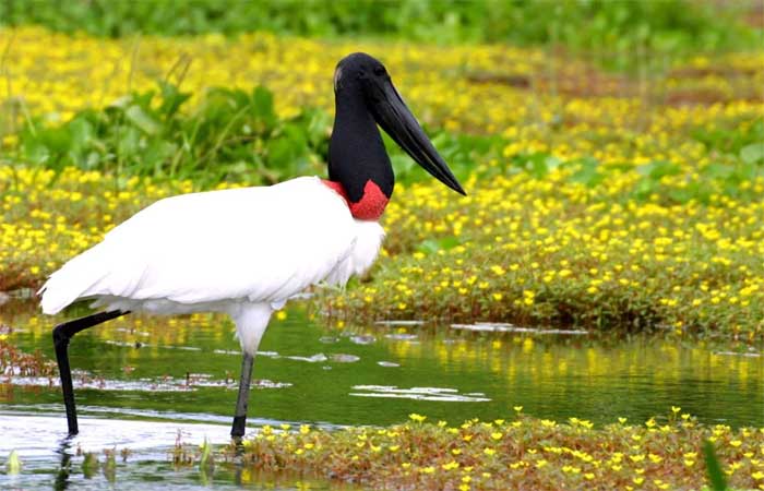 Conheça 5 curiosidades sobre o tuiuiú, ave símbolo do Pantanal