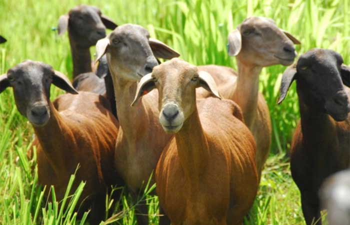 Técnica melhora nutrição de ovinos e evita desertificação na Caatinga