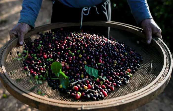 Espécies de café mais populares do mundo estão em extinção e cientistas culpam humanos
