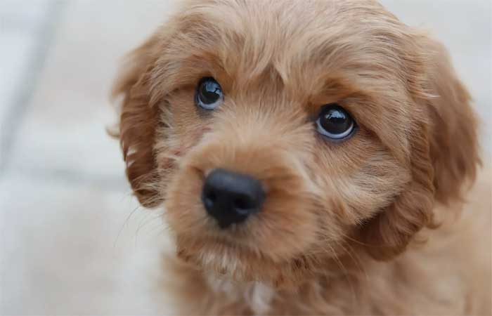 A ciência explica por que olhar “pidão” dos cachorros é irresistível