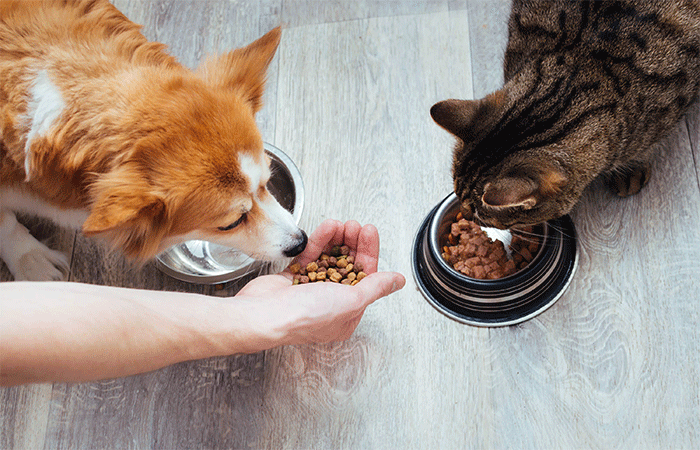 Comida de gato pode trazer riscos à saúde de cachorros; especialistas explicam