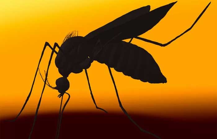 Saiba o que está por trás de nova epidemia de dengue no Brasil