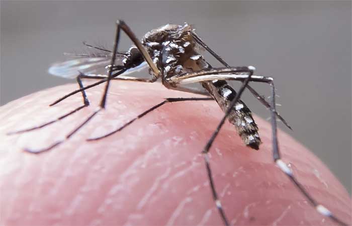 Paraíba registra crescimento de 285% nas notificações para casos prováveis de dengue
