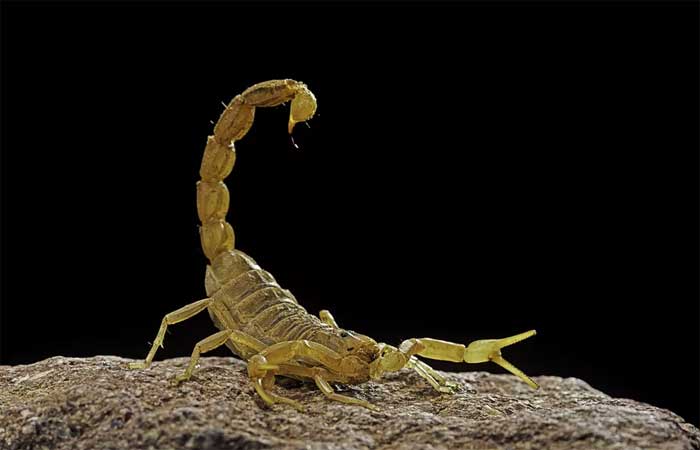 Espécies menores de escorpiões são mais mortais, afirma estudo