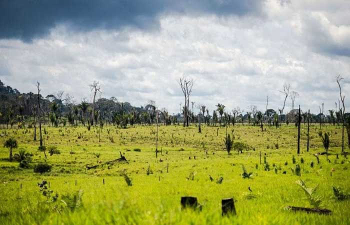 Brasil liderou perda de florestas tropicais primárias no mundo em 2021