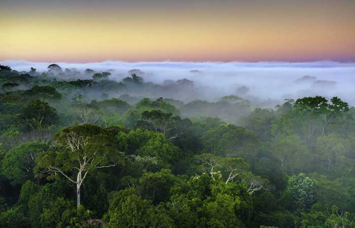 Razer celebra marca de 1 milhão de árvores salvas em parceria com a Conservation International.