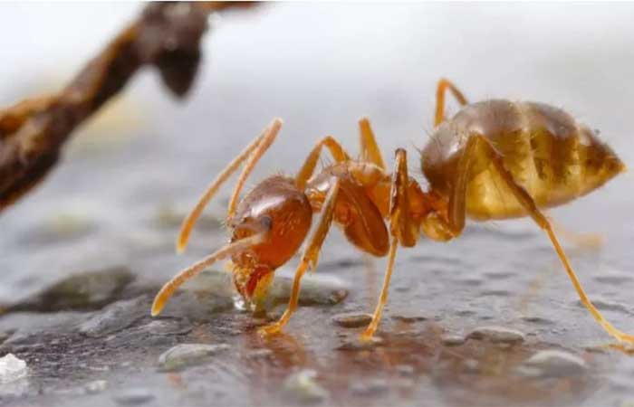 Predador natural: fungo está matando espécie invasora de “formiga louca” nos EUA