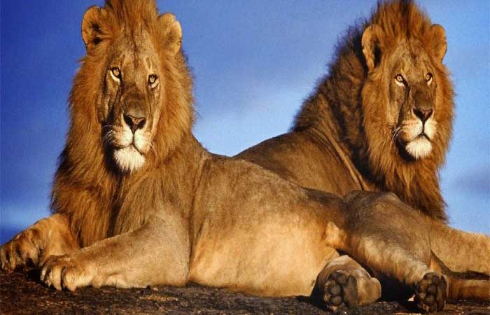 Tratamento hormonal pode deixar leões mais calmos; saiba porque isso é uma boa ideia