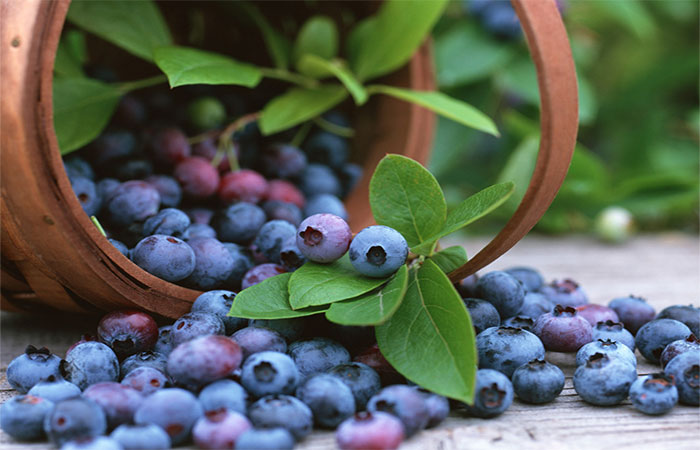 Mirtilo: fruta rica em nutrientes traz benefícios