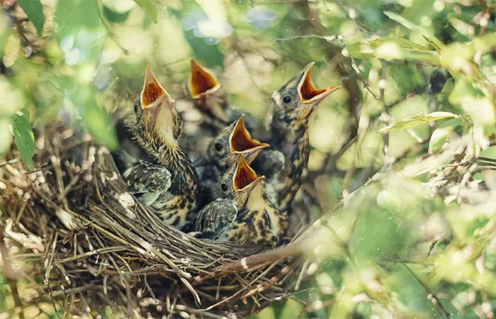 Cinco dicas para atrair mais ninhos de passarinhos para o seu quintal