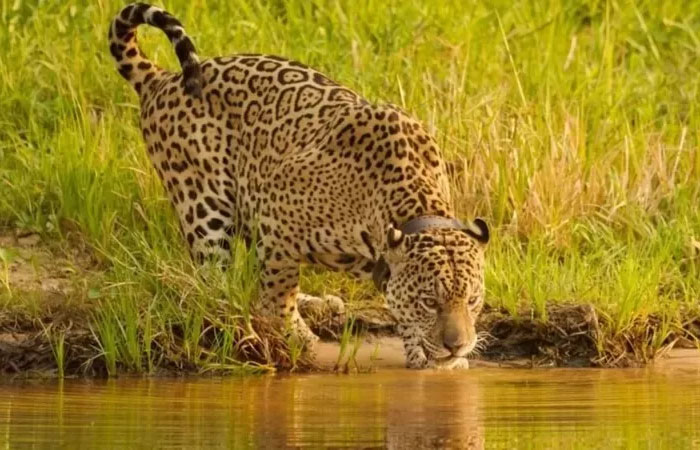 Instituto de onça da novela ‘Pantanal’ abriga felinos vítimas de incêndios e violência