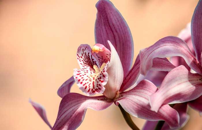 As 4 orquídeas mais raras do mundo; Um desses exemplares só possui 50 plantas em todo o planeta
