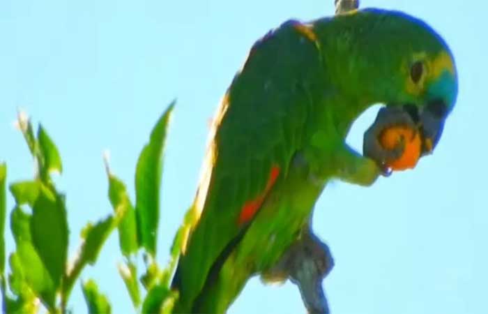 Campanha incentiva preservação do papagaio-verdadeiro, um dos animais mais traficados no país
