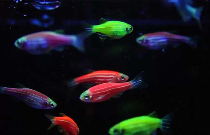 Peixe transgênico fluorescente é encontrado em nascentes da Mata Atlântica