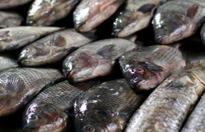 Secretaria Municipal de Saúde orienta população e dá dicas de higiene para a compra de pescados
