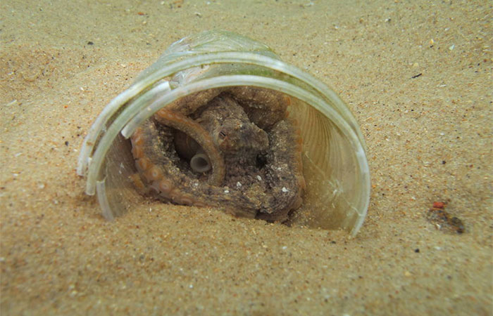 Lixo no mar vira casa para polvos; Espécie recém-descoberta só foi encontrada em meio à poluição no oceano