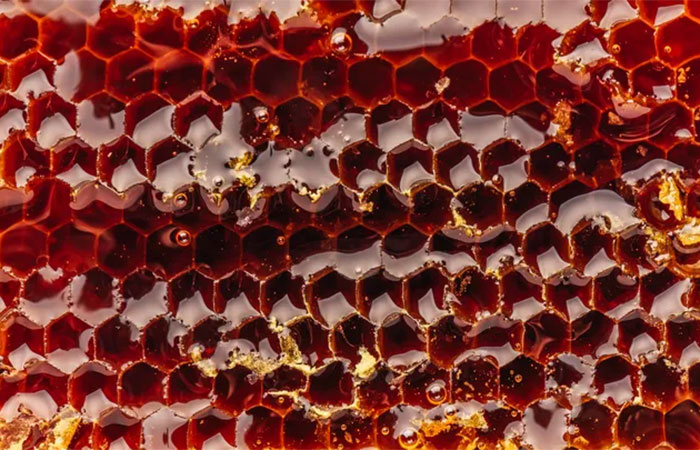 Besouros estão associados com a produção da própolis vermelha; entenda a relação