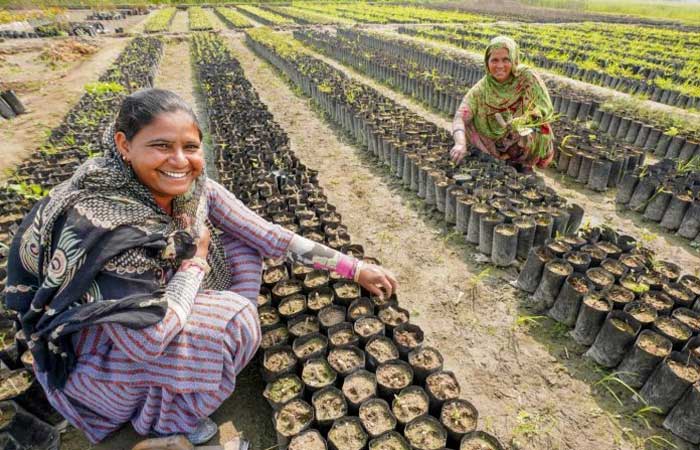 Índia plantou 1,5 milhão de árvores frutíferas em sistema agroflorestal