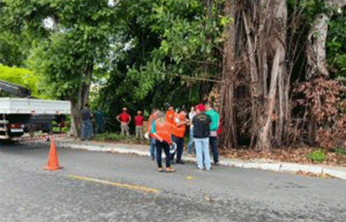 Defesa Civil interdita casas temporariamente para remoção de árvore