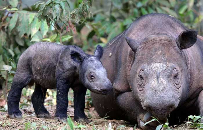 Nascimento de rinoceronte de Sumatra traz esperança para espécies em risco de extinção