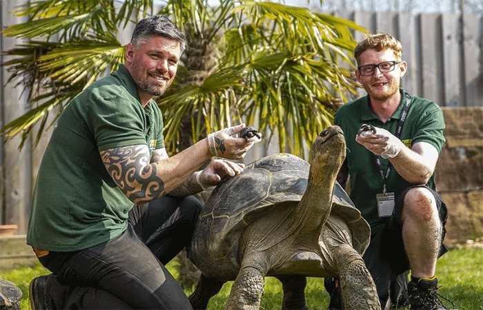 Filhotes de tartaruga gigante de Galápagos nascem em zoológico na Inglaterra
