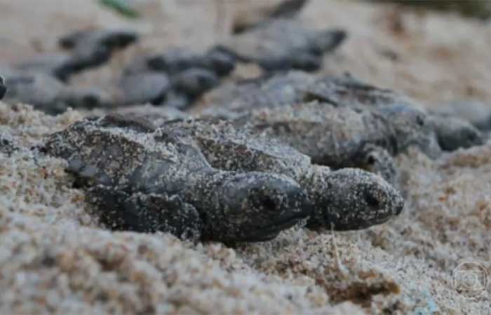 Aumento das temperaturas no Nordeste interfere na reprodução das tartarugas marinhas