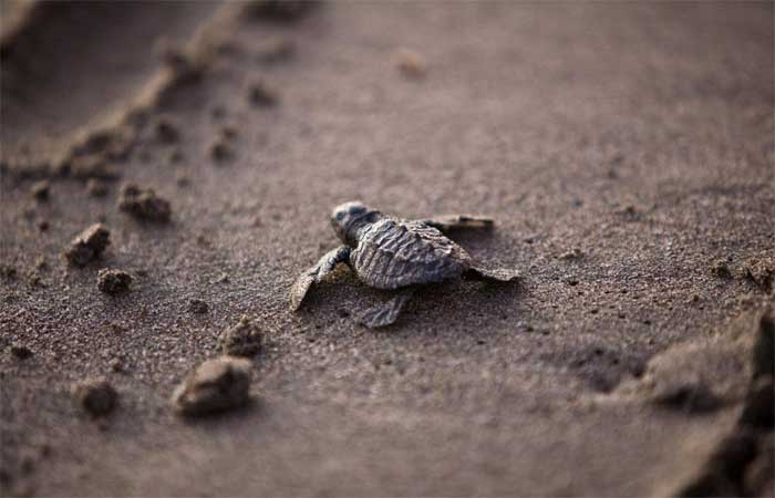 Vinte ninhos de diferentes espécies de tartarugas-marinhas são encontrados em Paulista (PE)