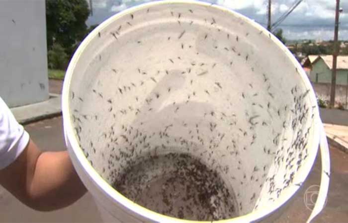 Mosquitos de laboratório freiam proliferação do Aedes aegypti