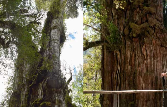 Árvore no Chile concorre a título de “ser vivo mais antigo da Terra”