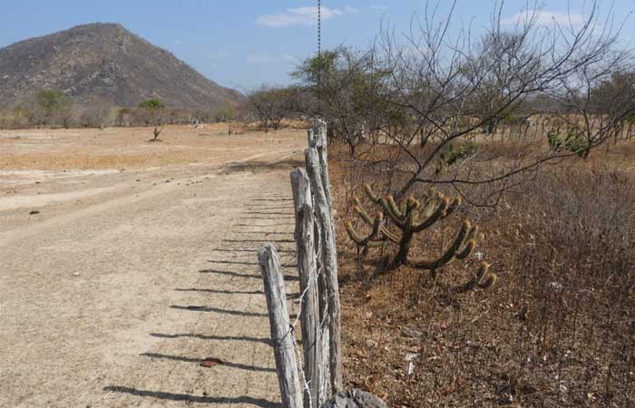 Criação prolongada de gado em modo livre acelera desertificação da caatinga