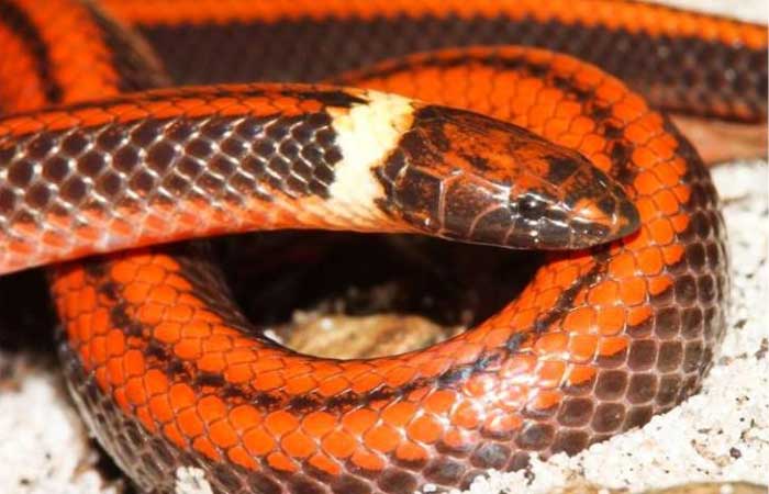 Nova e já ameaçada de extinção: espécie de cobra é descoberta no Paraguai