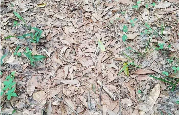 Consegue identificar o perigo? Foto de cobra mortal “invisível” entre folhas secas desafia internautas