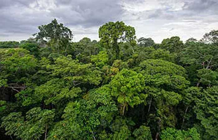 Código Florestal Brasileiro completa dez anos com semana de debates