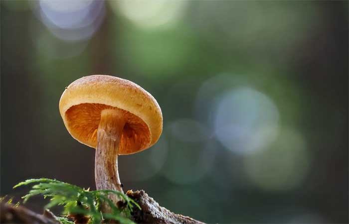 Proteína derivada dos cogumelos pode reduzir o desmatamento