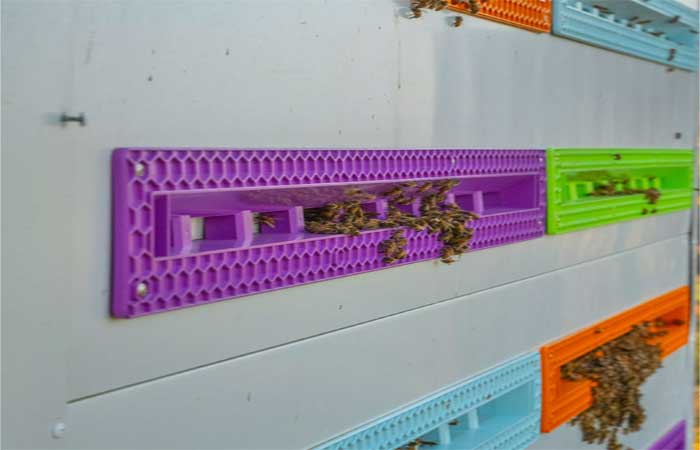 Empresa cria ‘colmeia-robô’ para salvar população global de abelhas