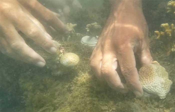 Projeto de restauração dos corais na Paraíba pretende repovoar recifes