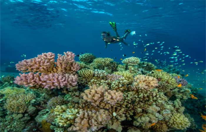 Corais e anêmonas do mar transformam protetor solar em toxina