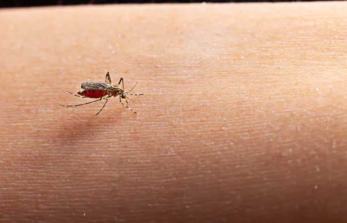 Dengue: Fiocruz detecta linhagem inédita no Brasil